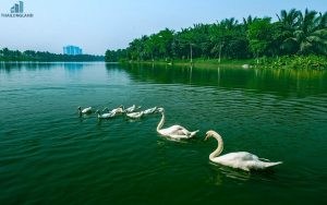 Công Viên Hồ Thiên Nga Ecopark