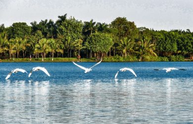 thien nga tai ho thien nga ecopark 17 min