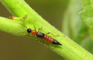 thac mac kien ba khoang dot co de lai seo khong 3 min